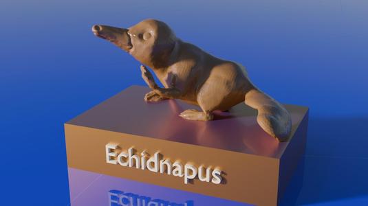 Echidnapus