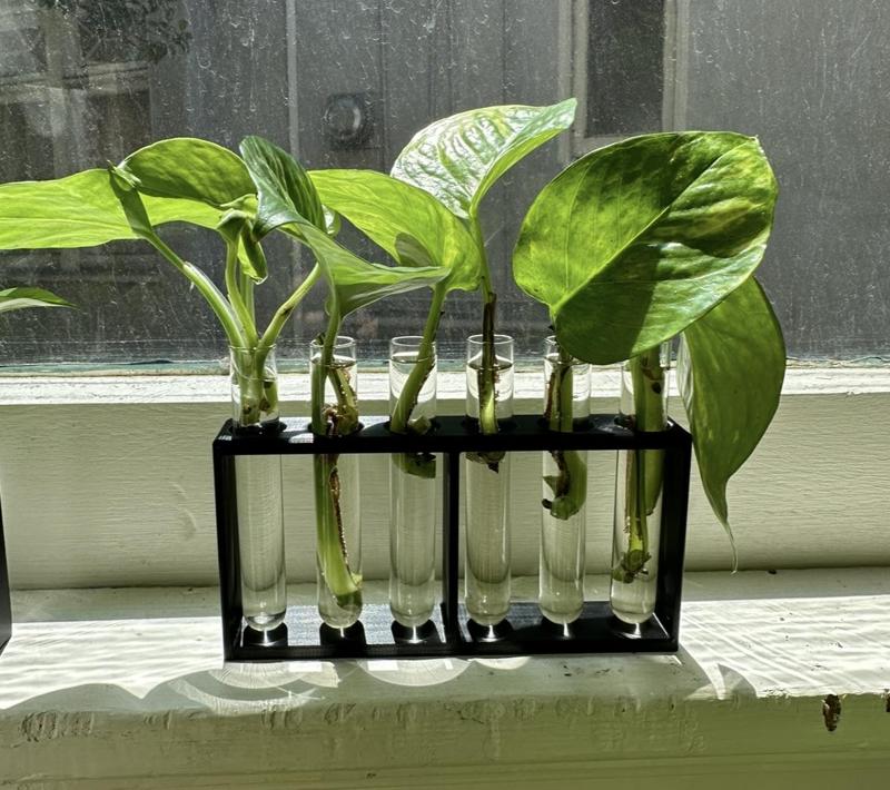 Plant Propagation Holder Stand
