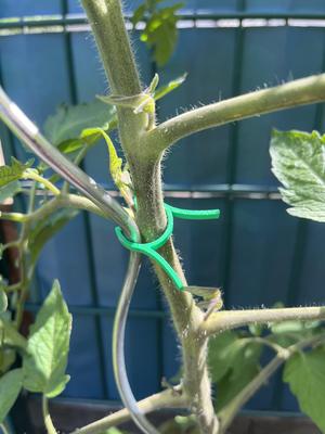 Plant Clamp / Pflanzenklammer