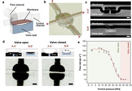 Embedded membrane microvalve