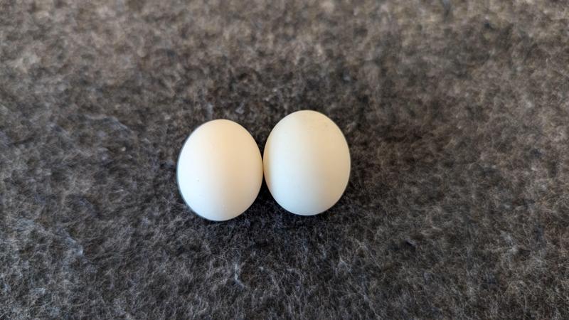 Kakariki (Large Parakeet) Egg