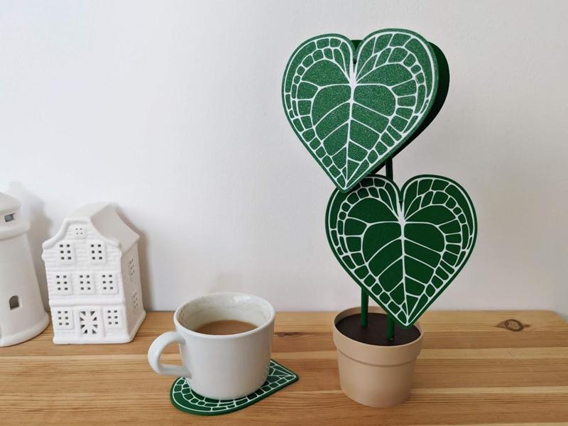 Anthurium clarinervium plant