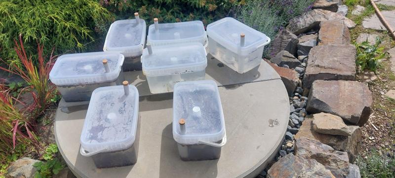 Jakubovské včelařské krmítko / Jacobean bee feeder