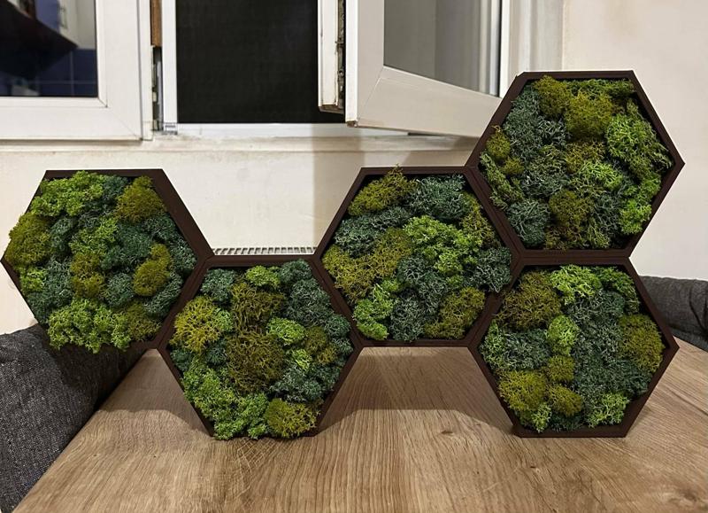 Hexagonal frame for stabilized moss