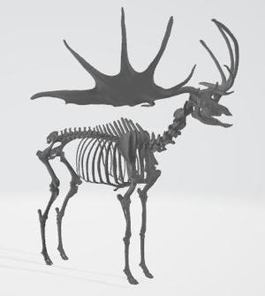 ELK Skeleton