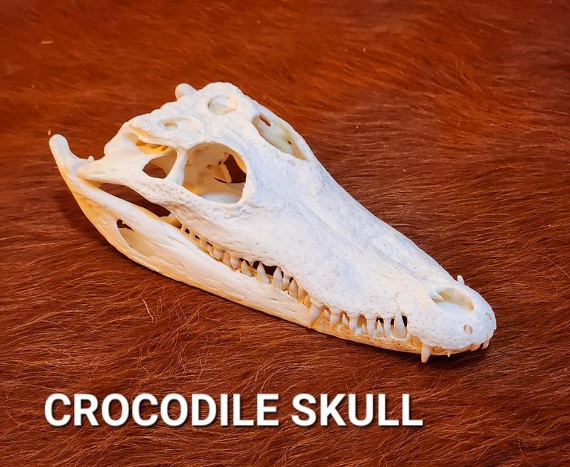 Crocodile Skull