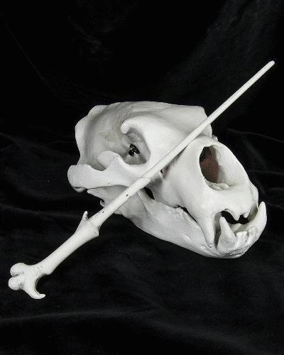 Lord Voldemort’s Wand - Harry Potter