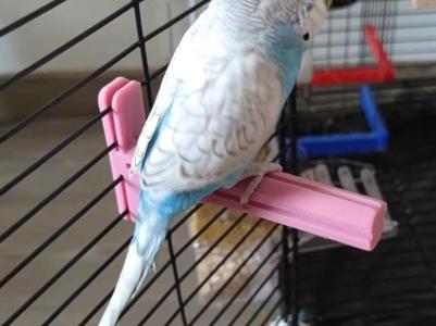 Bird cage stand holder