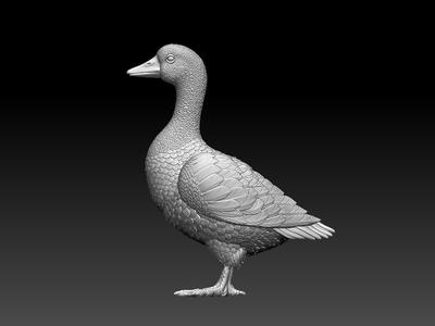 bird
