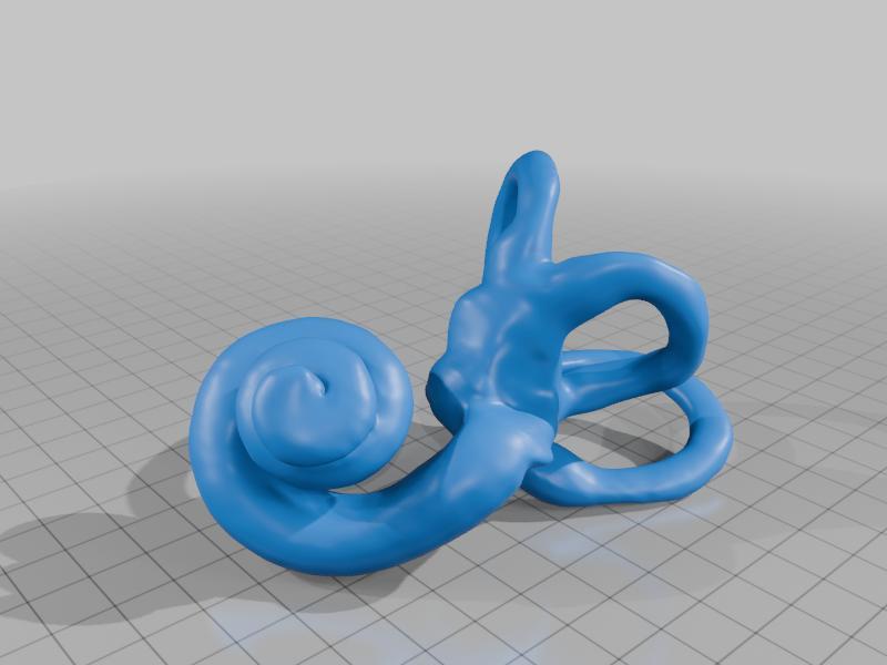 cochlea oreille interne