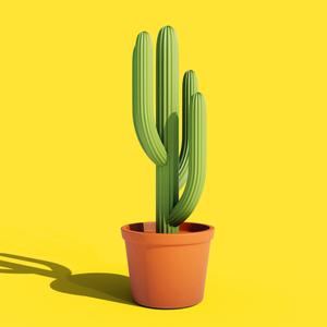 Aloe plant