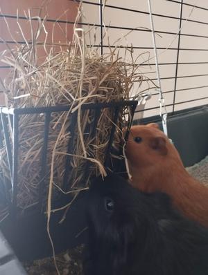 Hay rack for guinea pigs, rabbits