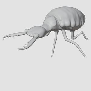 Antlion Insect