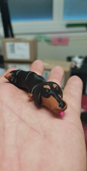 Flexi Dachshund