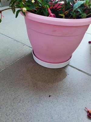 Flower pot saucer