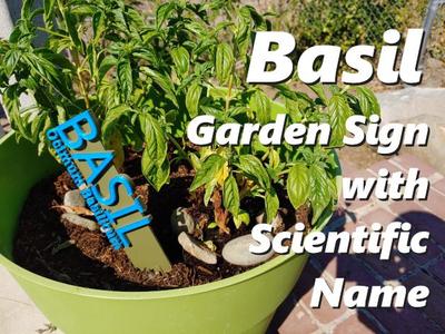 Basil Garden Sign with Scientific Name