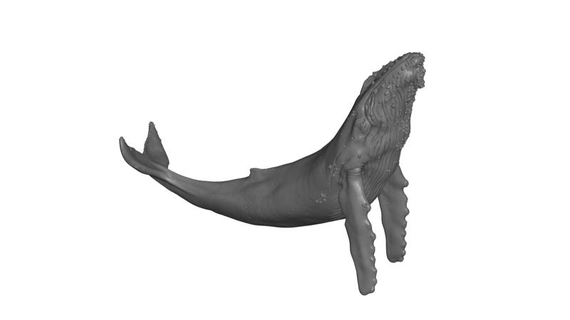 Humpback Whale