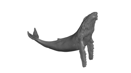 Humpback Whale