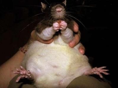 Rodent Glart Cannon