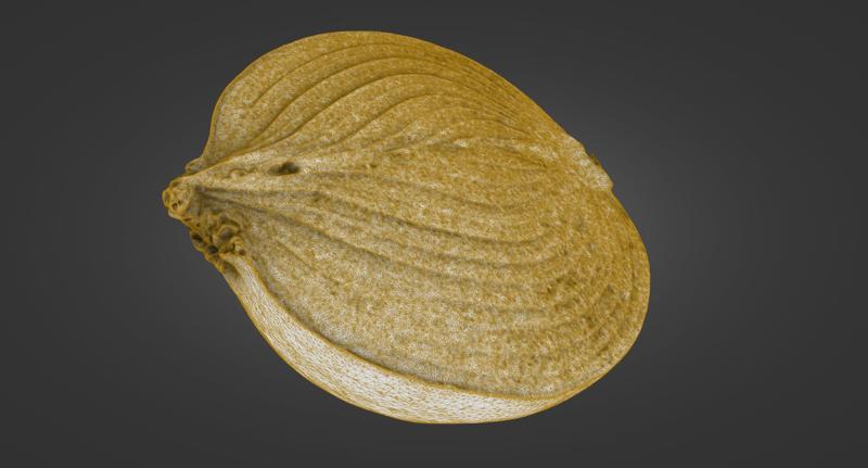 Onion — 3-Piece Set (Whole, Half, Quarter) — Laser-Scanned 3D Models (OBJ/STL, 500k & 1.5M) - By ScanPantry