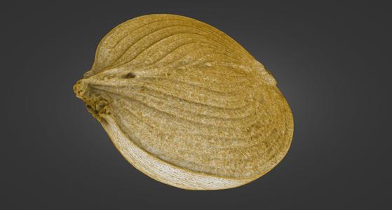 Onion — 3-Piece Set (Whole, Half, Quarter) — Laser-Scanned 3D Models (OBJ/STL, 500k & 1.5M) - By ScanPantry