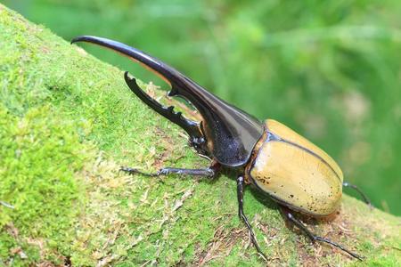 horrifically mutated beetles