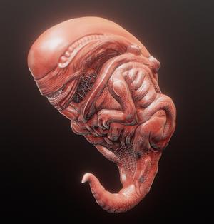 Xenomorph Embryo - Alien