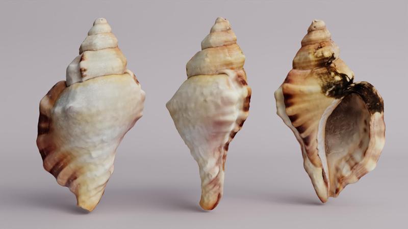 Sea Shell
