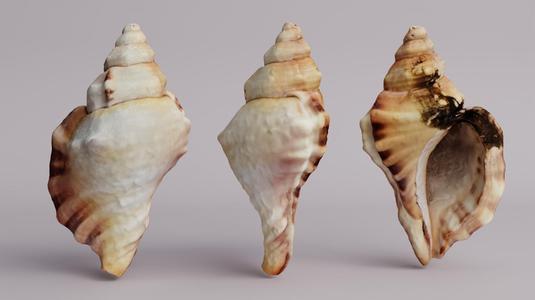 Sea Shell