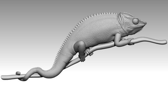 chameleon