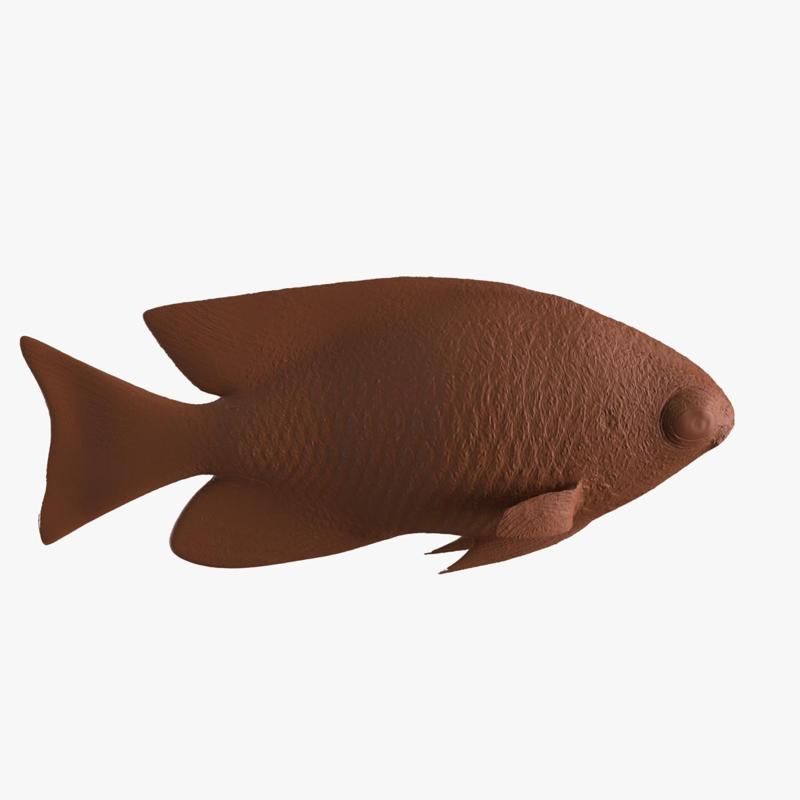 Damselfish