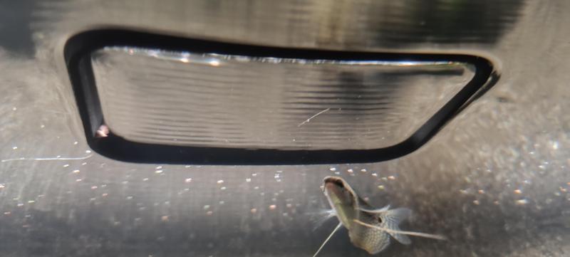 fish feeding ring for Juwel 350l tank