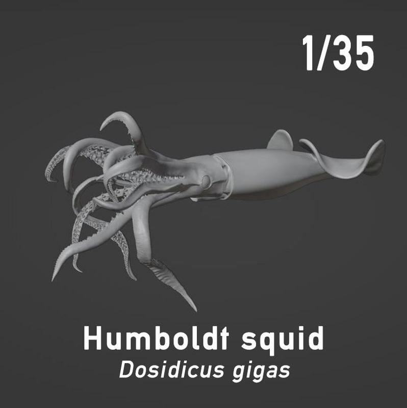 Humboldt squid (Dosidicus gigas) - position 1