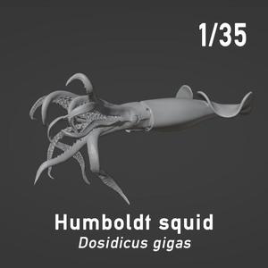 Humboldt squid (Dosidicus gigas) - position 1