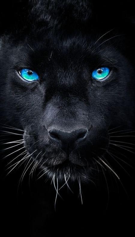 Jaguar/Black Panther Piercing blue eyes Hueforge 