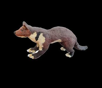Pine Marten Mustelid