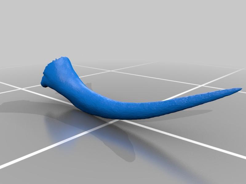 Fang of a Viper (Daboia )