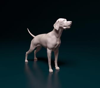 English pointer