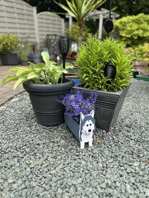 Husky Dog Planter