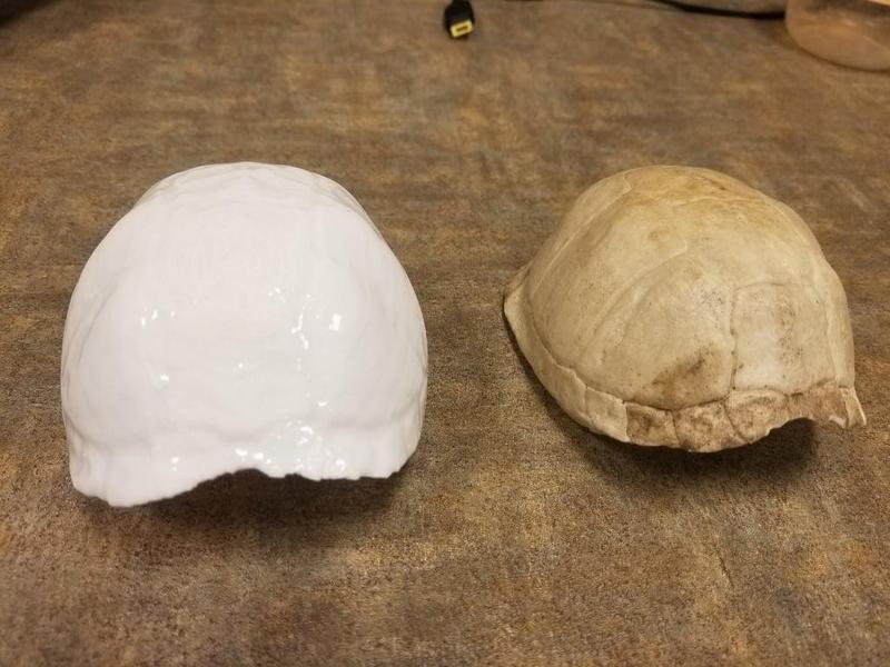 Eastern Box Turtle Shell (Terrapene carolina carolina) 