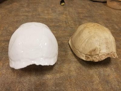 Eastern Box Turtle Shell (Terrapene carolina carolina) 