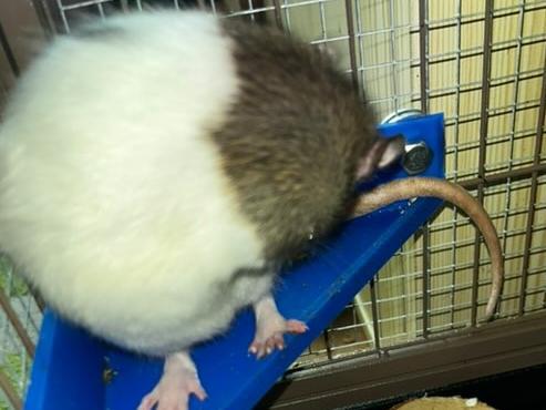 mouse animal  Dumbo Rats – mezzanine