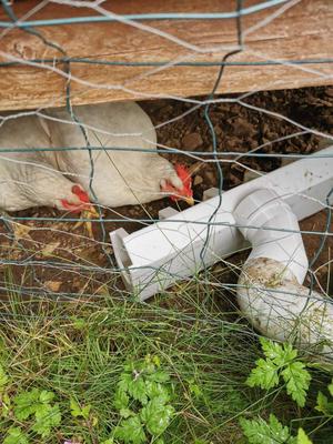 Drinking fowl