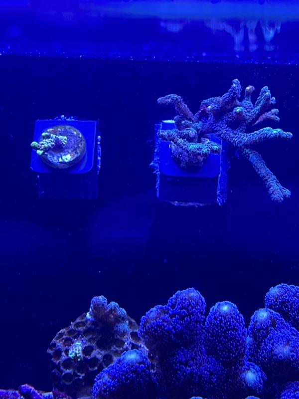 wall mounted / Weir box frag plug mount