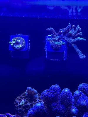 wall mounted / Weir box frag plug mount