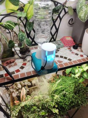 Plant fogger humidifier greenhouse planter care for turtle pets