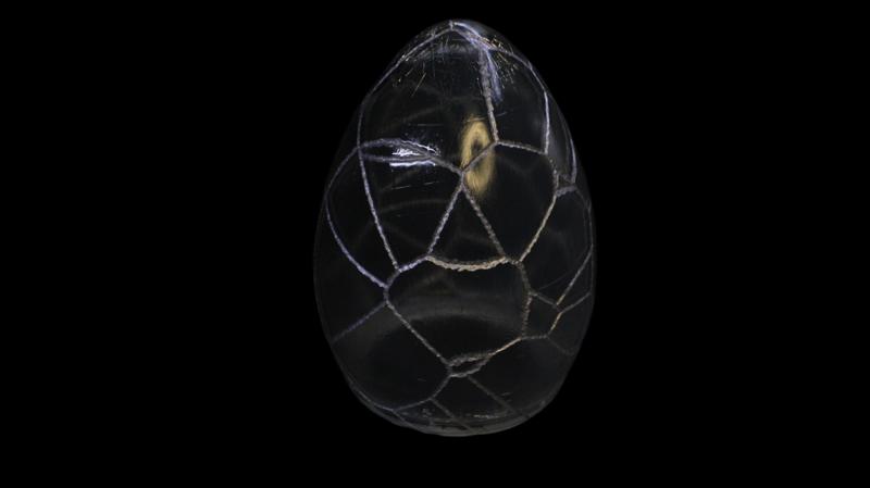 Egg Light Cover: Cracks 1, Kintsugi