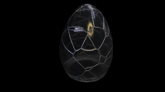Egg Light Cover: Cracks 1, Kintsugi