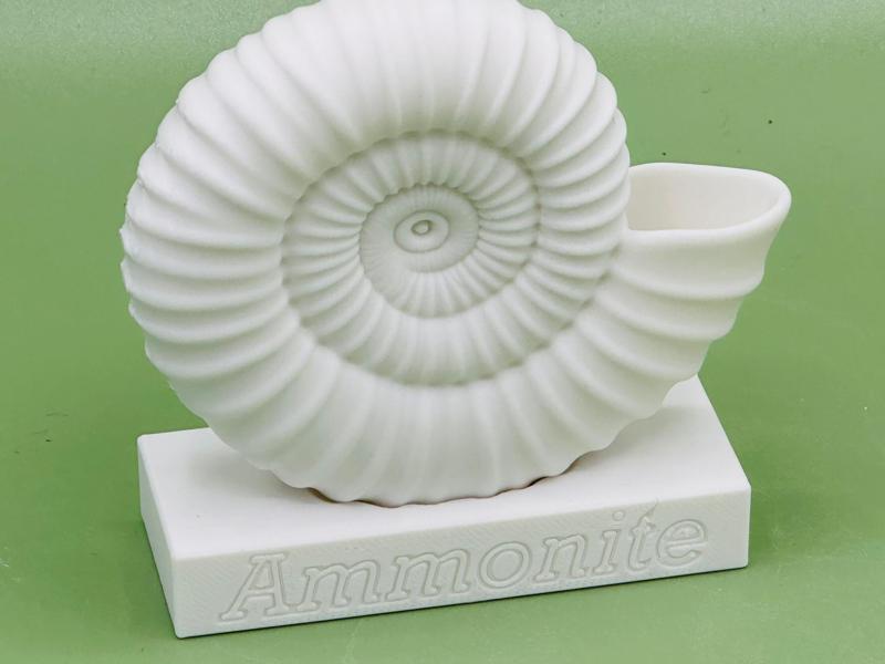 Ammonite Fossil