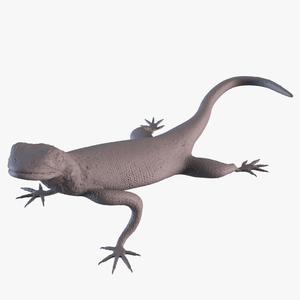 Rock Agama lizard